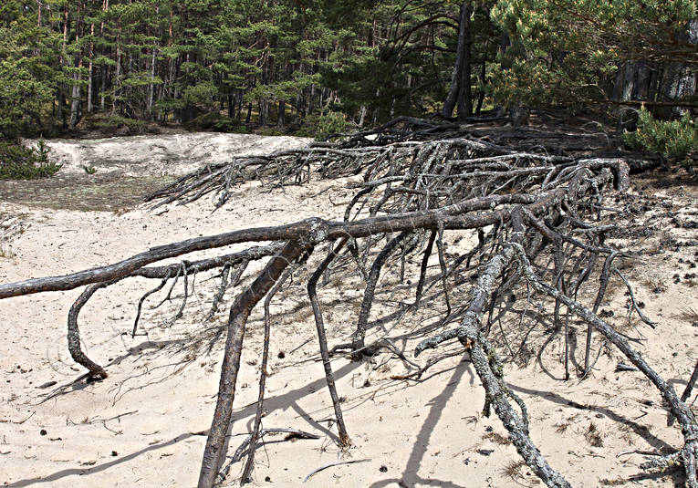 flygsand, Fr, Gotland, Landskap, natur, sand, sanddyn, sanddynor, sommar, trdrtter, Ullahau, rstider