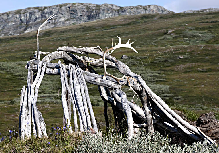 fallfrdig, fjll, fjllen, fjlltopp, frfallen, gammal, hgfjll, kta, Landskap, lappkta, lappland, nationalpark, Padjelanta, renhorn, samekultur, sommar, vergiven