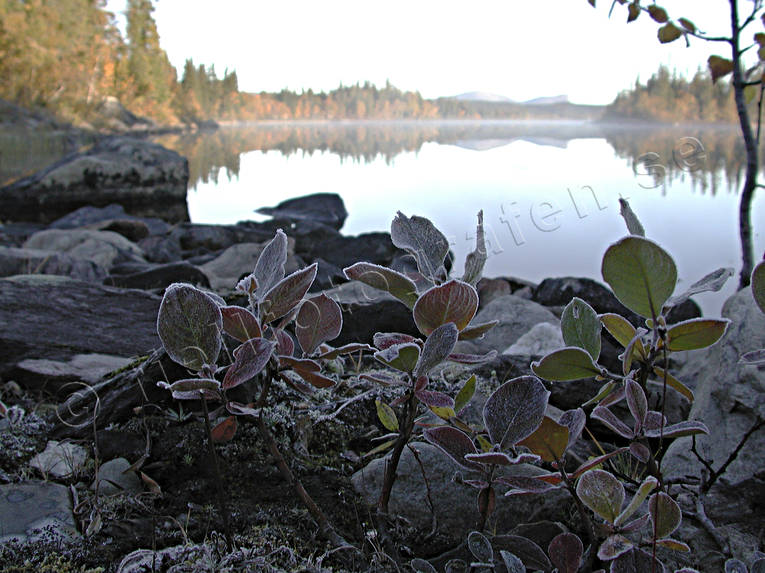 brris, frost, frostig, frostigt, hst, kyla, morgon, Saxvattnet, stmning, stmningsbild, stmningsbilder, vildmark, rstid, rstider, demark