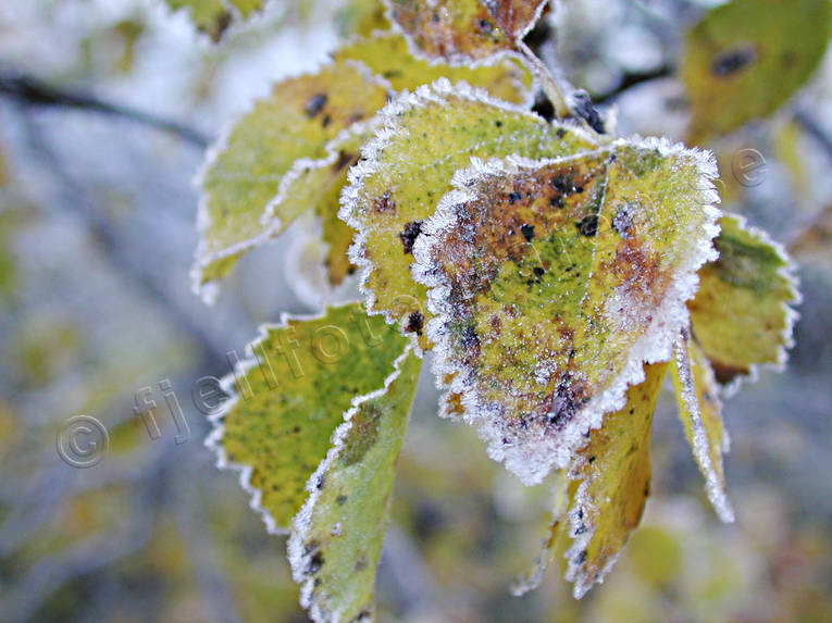 asplv, frost, frostiga, frostnupna, hst, hstfrgade, hstfrger, lv, stmning, stmningsbild, stmningsbilder, rstid, rstider
