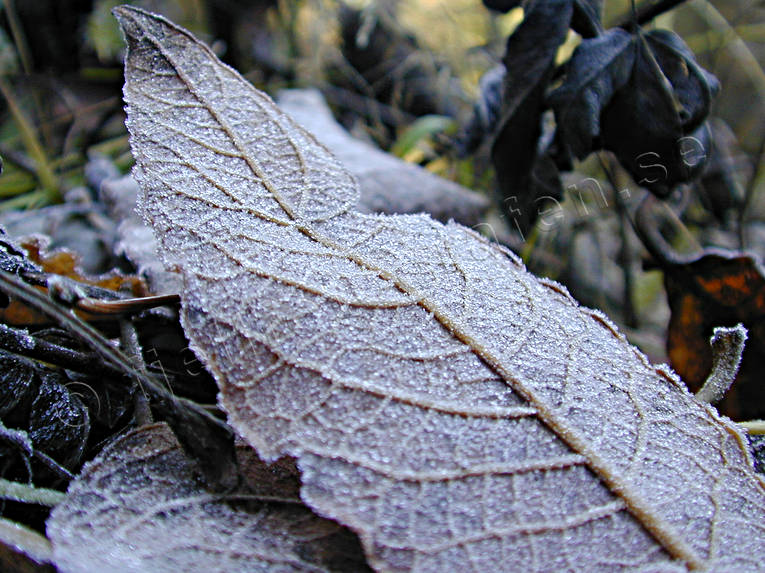 frost, frostigt, frostnupet, frostnupna, hst, lv, stmning, stmningsbild, stmningsbilder, rstid, rstider