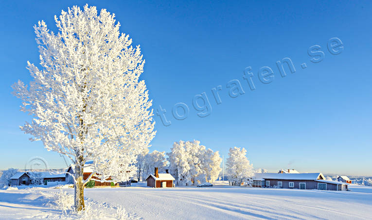 dimfrost, frostig, frostigt, julstmning, midvinter, rimfrost, stmningsbild, trd, vinter, rstid, rstider