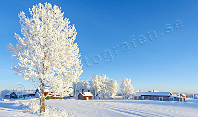 dimfrost, frostig, frostigt, julstämning, midvinter, rimfrost, stämningsbild, träd, vinter, årstid, årstider