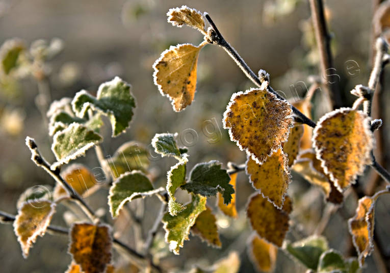 biotop, blad, fjll, fjllbjrk, fjllen, frost, frostigt, hst, hstfrger, lv, natur, stmmning, stmningsbild, rstid, rstider