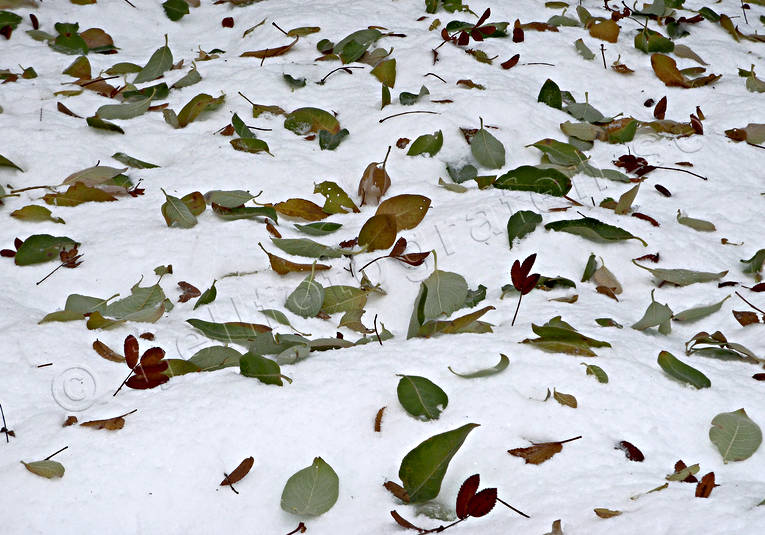 blad, hst, hstfrger, hststorm, lv, natur, rimfrost, stmmning, stmningsbild, rstider