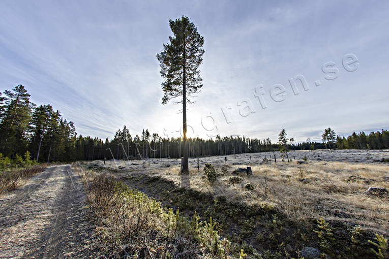 Frötall på hygge frötall, fura, hygge, kalhygge, motljus, natur, reslig, skog, skogsbruk