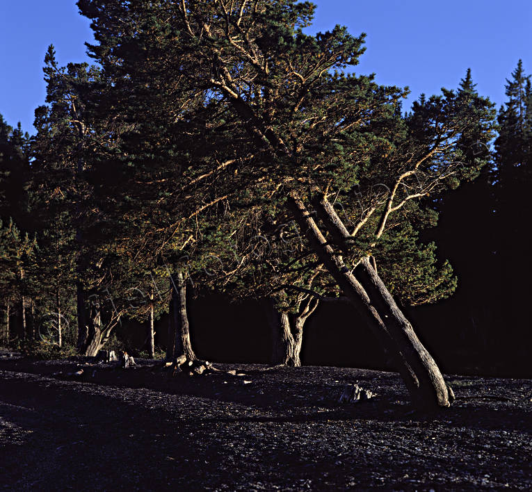 furor, Jmtland, knotiga, Lagunn, Landskap, sommar, Storsjn, strand, tall, tallar, Utarna, vindpinade