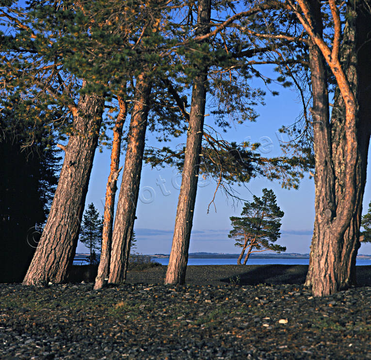 Furor på Lagunön fura, höst, Jämtland, Lagunön, Landskap, solnedgång, sommar, sommarkväll, Storsjön, tall, Utöarna, ö
