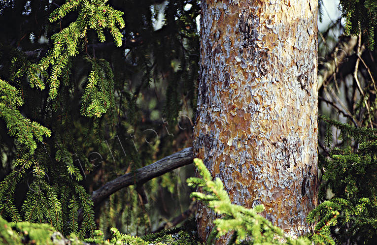 Furustam i närbild biotop, biotoper, fura, furustam, natur, skog, skogar, skogsmark, tall, tallskog, tallstam, trädstam