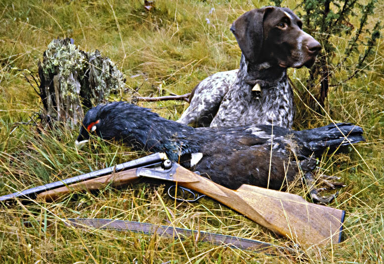 Fågelhund och tjädertupp djur, däggdjur, fågeljakt, hund, hundar, jakt, jaktbyte, stående fågelhund, tjäder, tjäderjakt, tjädertupp, vorsteh