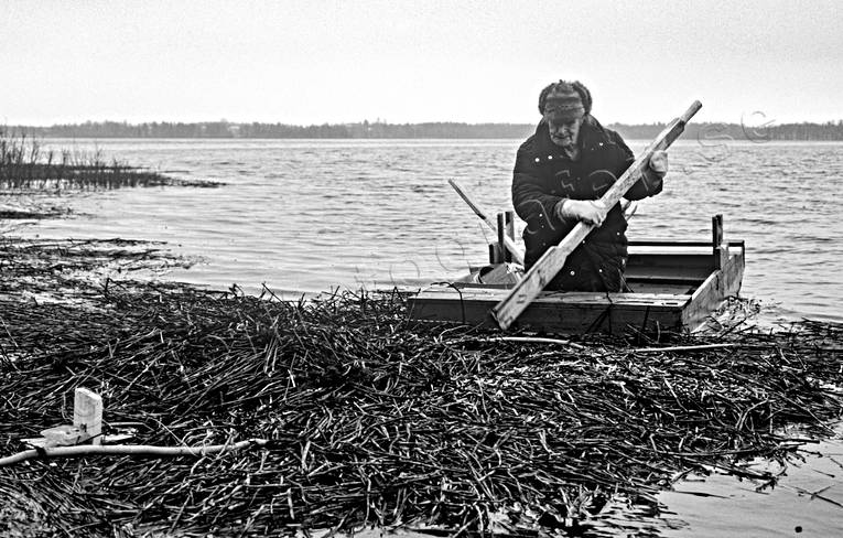 Fångsman vittjar bisamfälla bisam, bisamfångst, bisamhydda, fångst, fångstman, jakt