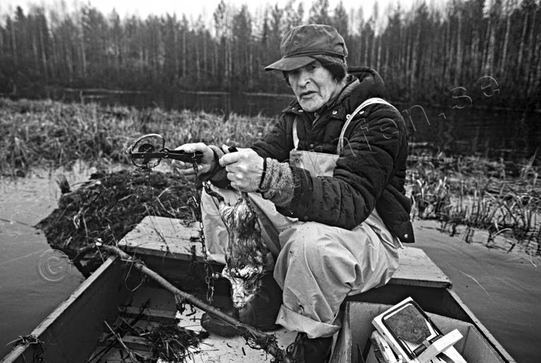 Fångstman med bisam bisam, bisamfångst, fångst, jakt, saxfångst
