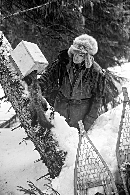 Fångstman med fångad mård bergstrand, fångst, fångstman, jakt, mård, mårdfångst, mårdfälla, trappern, trappern Bergstrand