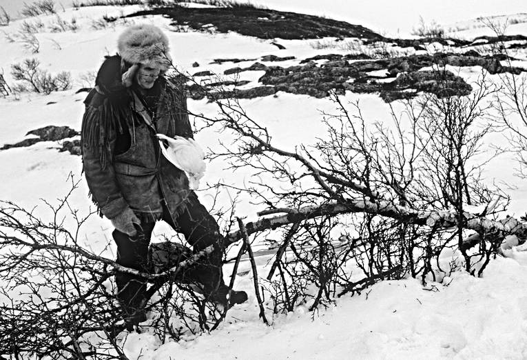 Fångstman med ripa fångst, jakt, ripsnara, ripsnarning, snarning