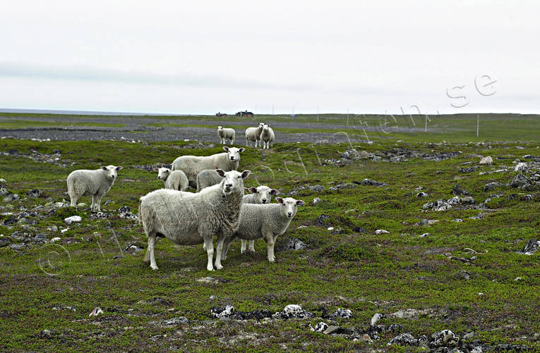 Får betar på Varangerhalvön betande, bete, djur, däggdjur, får, husdjur, Nordnorge, Varangerhalvön