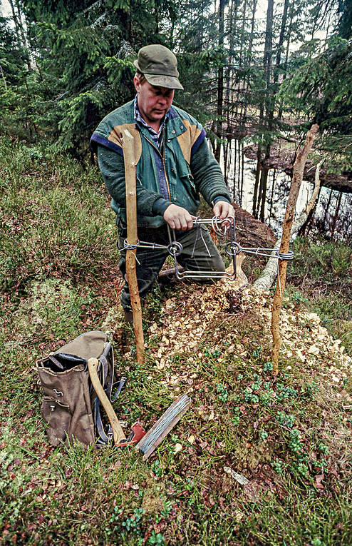 Förberedelse till bäverfångst bäver, bäverfångst, bäverfälla, bäverjakt, Connybear, fångst, jakt