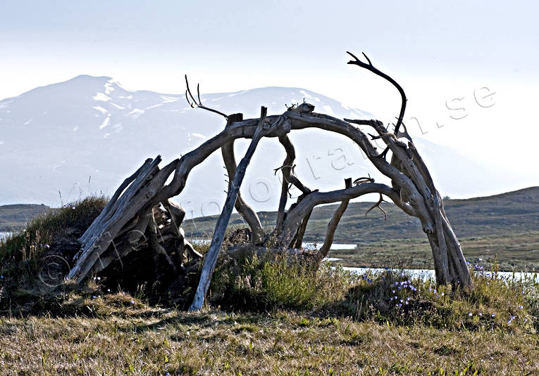 Förfallen kåta fallfärdig, fjäll, fjällen, fjälltopp, förfallen, gammal, högfjäll, kåta, Landskap, lappkåta, lappland, nationalpark, Padjelanta, renhorn, samekultur, sommar, övergiven