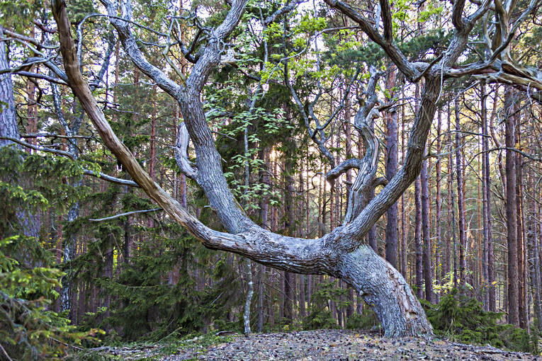 ek, ekar, Gotland, Gotska Sandn, Landskap, nationalpark, nationalparker, natur, skog, skogar, sommar, tall, tallar, trd, rstid, rstider, 