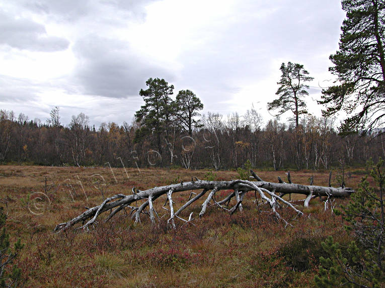 Gammalt vindfälle på myr förmultning, höst, kretslopp, myr, skog, stämning, stämningsbild, stämningsbilder, vindfälle, årstid, årstider, återvinning