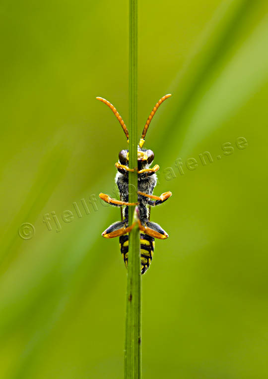 Geting på grässtrå djur, geting, grön, grönt, insekter, makro, sommar, årstider