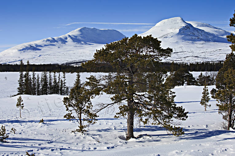 fjll, fjllbrant, fjlltopp, fura, getryggen, hgfjll, Jmtland, Landskap, Snasahgarna, Snasen, tallar, tvrklumpen, vinter, vinterfjll, vrvinter, rstider