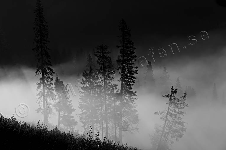 dimma, dis, gran, hst, Jmtland, Landskap, moln, natur, skog, trd, de
