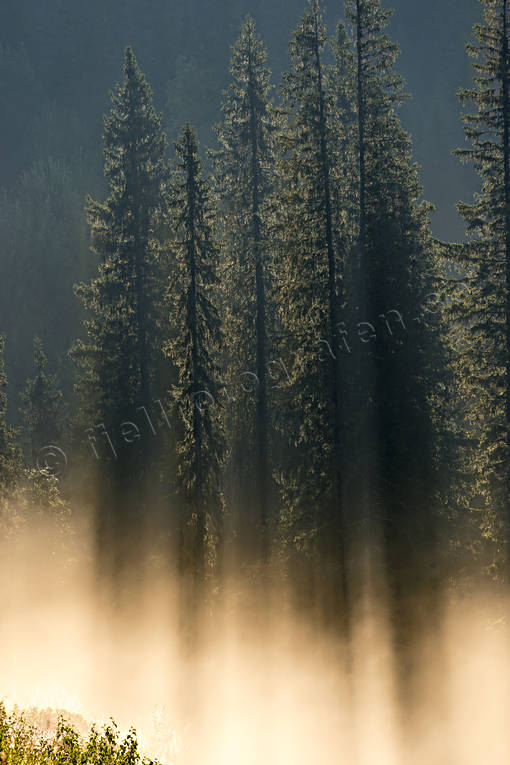 dimma, dis, gran, Jmtland, Landskap, natur, skog, trd, de