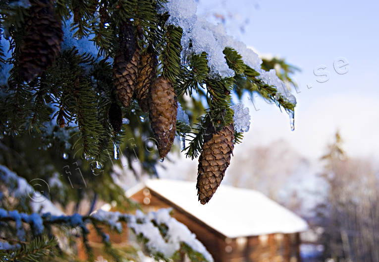 gran, grankottar, granris, jul, julbilder, julkort, julstmning, stmning, stmningsbild, stmningsbilder, vinter, vinterbilder, rstid, rstider