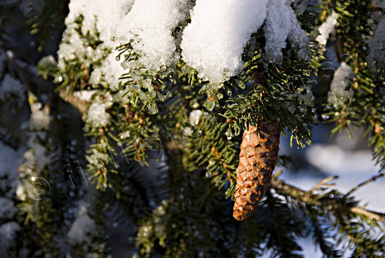 gran, grankottar, grankotte, granris, jul, julbilder, julkort, julstmning, sn, stmning, stmningsbild, stmningsbilder, vinter, vinterbilder, rstid, rstider
