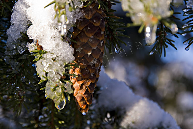 gran, grankottar, grankotte, granris, jul, julbilder, julkort, julstmning, sn, stmning, stmningsbild, stmningsbilder, vinter, vinterbilder, rstid, rstider