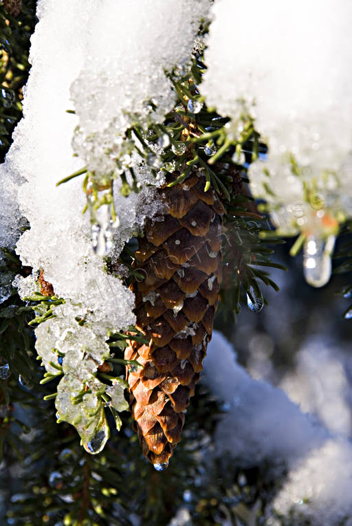 gran, grankottar, grankotte, granris, jul, julbilder, julkort, julstmning, sn, stmning, stmningsbild, stmningsbilder, vinter, vinterbilder, rstid, rstider