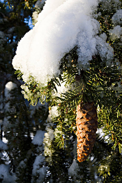 gran, grankottar, grankotte, granris, jul, julbilder, julkort, julstmning, sn, stmning, stmningsbild, stmningsbilder, vinter, vinterbilder, rstid, rstider