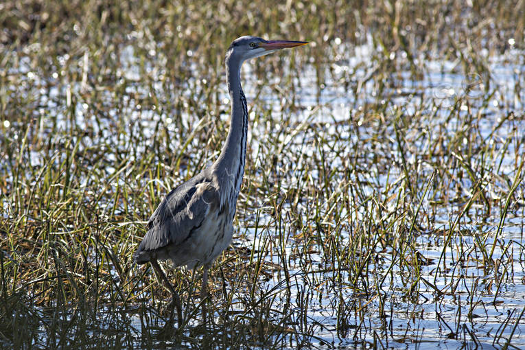 Ardea cinerea, djur, fgel, fglar, grhger, hger, storkfglar, tranor