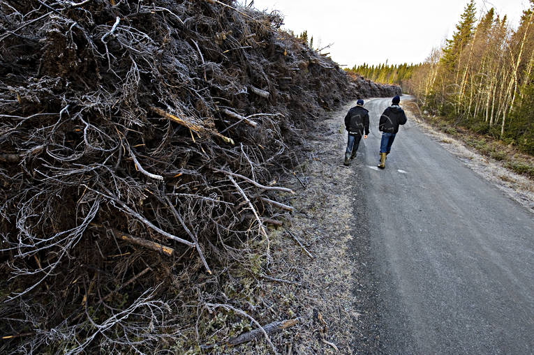 Grot, Grenar och rötter arbete, grenar, grot, rötter, skogsbruk
