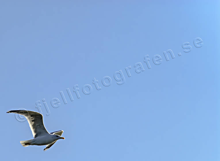 bl himmel, djur, flygande, fglar, grtrut