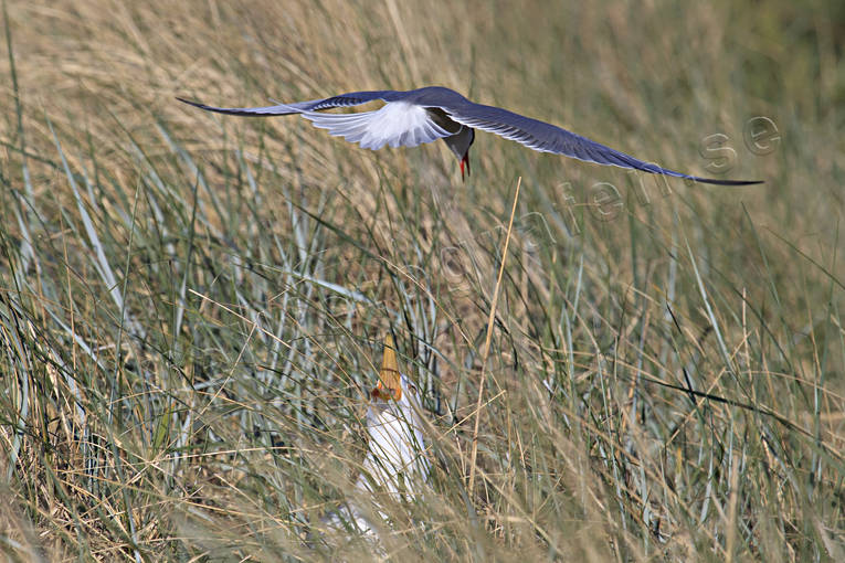 djur, fisktrna, fgel, fglar, grtrut, largus argentatus, msfgel, msfglar, sterna hirundo, trut, trna