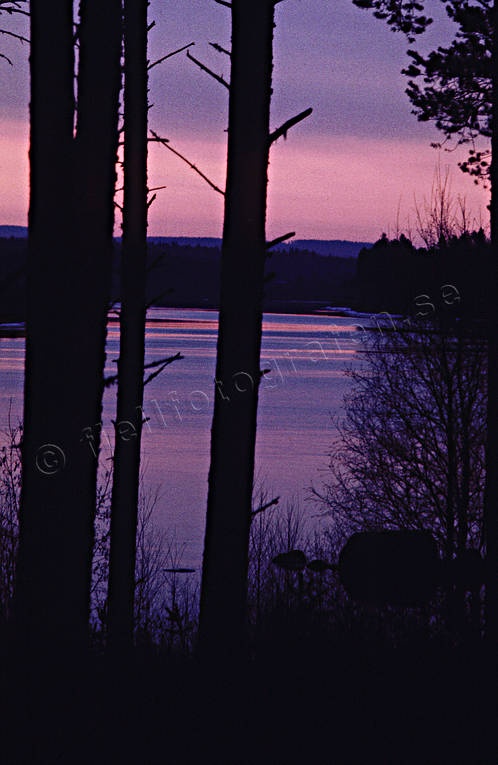 gryning, himmel, Jmtland, kvll, Ljusnan, rd, sj, skymning, sommar, stammar, stmning, stmningsbild, stmningsbilder, trd, trdstammar, rstid, rstider