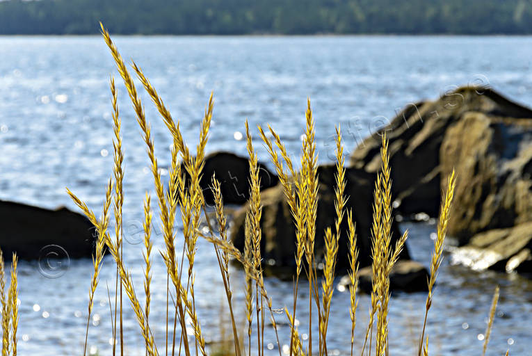 Gräs vid havsstrand gräs, hav, havsstrand, natur, strand, Östersjökusten