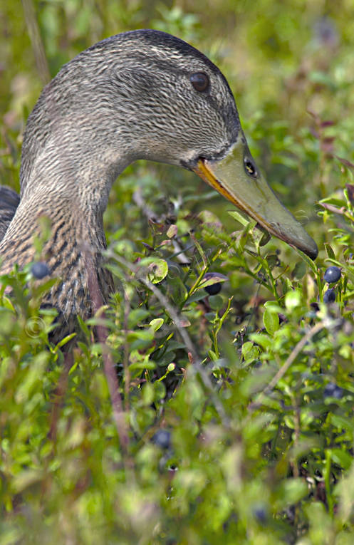 Gräsand bland blåbärsris and, blåbär, djur, fåglar, gräsand, ris, änder
