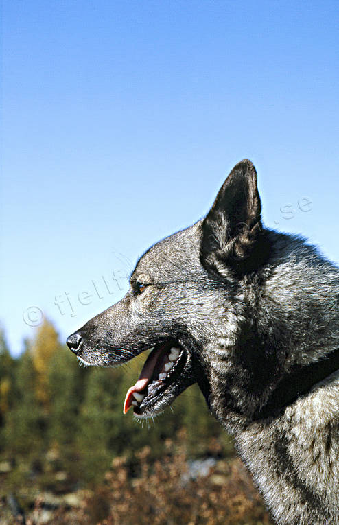 djur, däggdjur, gråhund, hund, hundar, jakthund, norsk älghund grå, älghund