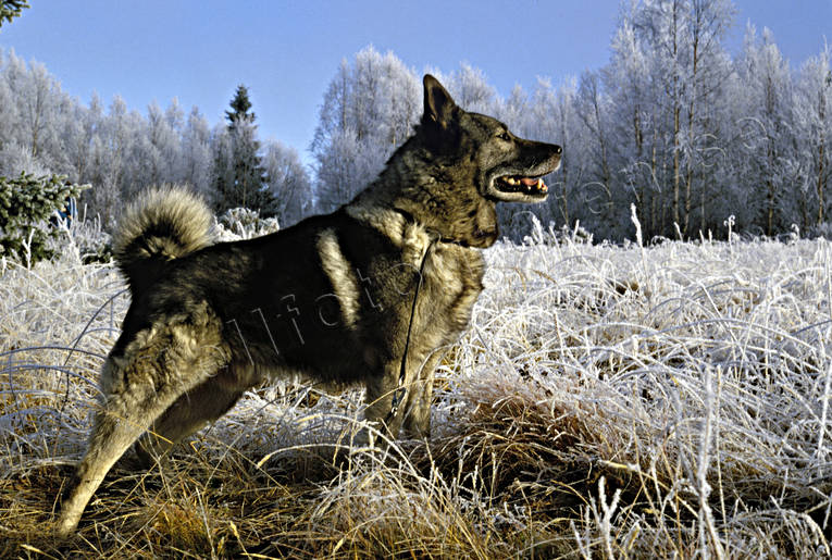 Gråhund bland frost djur, däggdjur, frost, frostig, gråhund, hund, hundar, jakt, jakthund, spetshund, älghund