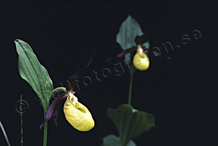 Guckusko i mörk skog biotop, biotoper, blommor, granskog, guckusko, natur, orkide, orkideer, skog, skogar, skogsblommor, skogsmark