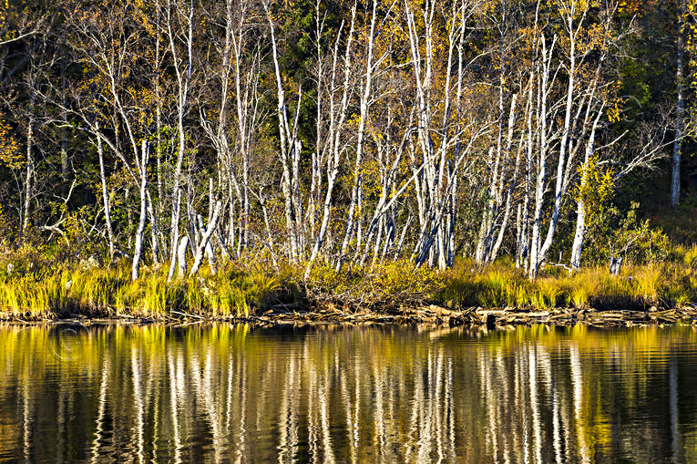 Gula höstfärger höst, höstfärger, höstlöv, Indalsälven, Jämtland, Landskap, lövträd, skog, spegelbild, vattendrag, årstider