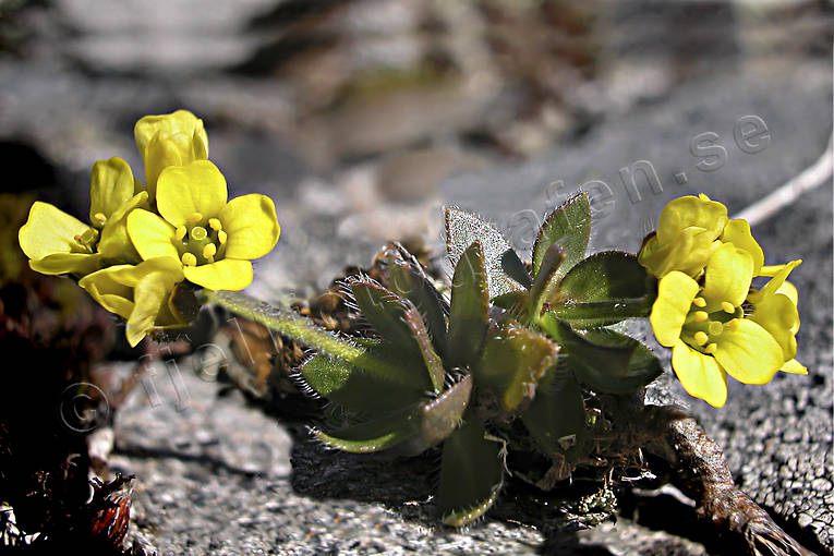 Gulldraba biotop, biotoper, blommor, draba alpina, fjäll, fjällblomma, fjällblommor, fjällen, gulldraba, natur, växter