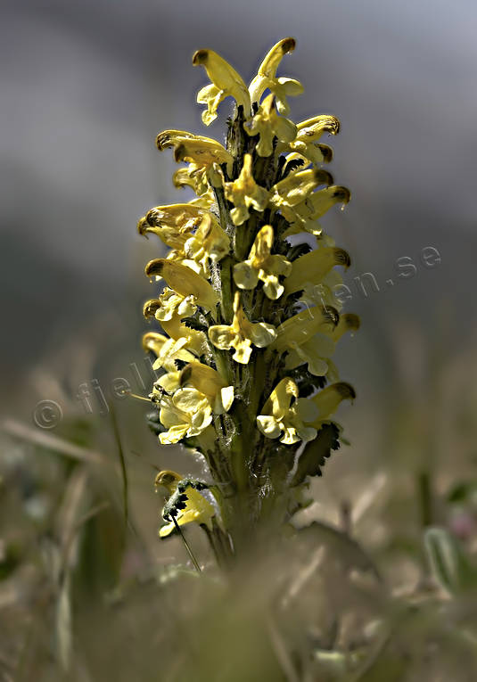 biotop, biotoper, blommor, fjll, fjllblomma, fjllblommor, fjllen, gulllspira, natur, vxter