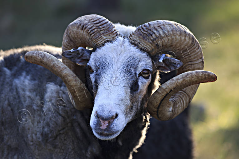 Gutebagge bagge, djur, däggdjur, får, gutebagge, gutefår, horn, husdjur, lamm, Landskap