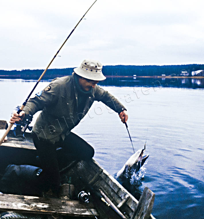 Gädda gaffas i Indalsälven båtfiske, fiske, gaffas, gädda, gäddfiske, haspel, haspelfiske, huggkrok, höstfiske, höstgädda, Indalsälven, sportfiske
