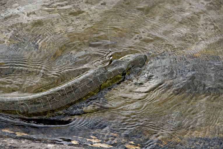 Gädda på kroken drilla, drillas, fiske, gädda, gäddfiske, haspelfiske, spinnfiske, sportfiske