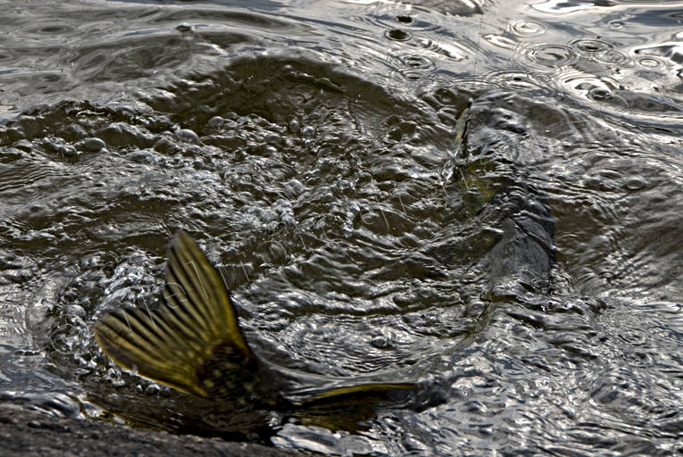 Gädda på kroken drilla, drillas, fiske, gädda, gäddfiske, haspelfiske, spinnfiske, sportfiske