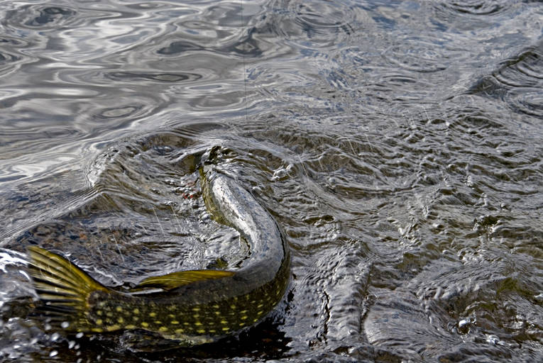 Gädda på kroken drilla, drillas, fiske, gädda, gäddfiske, haspelfiske, spinnfiske, sportfiske